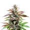 Alien Rock Candy Seeds