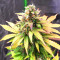 Apple Betty Auto Seeds
