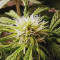 Auto Massassin feminized seeds