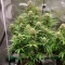 Graines de cannabis Automatic (Big Buddha Seeds)