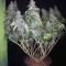 Semillas feminizadas Big Bud (Seedstockers)