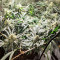 Blackberry Gum Seeds