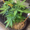 Bruce Banner #3 semi femminizzati (Blimburn Seeds)