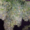 Bruce Banner #3 (Original Sensible Seeds)