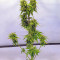 Graines de cannabis Buddha Medikit Auto CBD (Buddha Seeds)