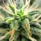 Colombian Jack Seeds