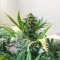 Cristal Limit Seeds