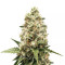Sementes Feminizadas Critical Kush (Barney's Farm)