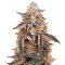 Dark Phoenix Seeds