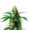Do Si Dos Seeds