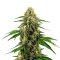 Future #1 Seeds (Blimburn Seeds)