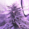 Gorilla Auto (GG#4 Original Glue Auto) (Expert Seeds)