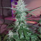 Hash Fruit Regular (CannaBioGen)