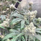 Larry OG Kush Seeds