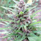 Graines de cannabis Malawi x PCK Regular (Ace Seeds)