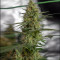 Nevil Bilbo Auto (Genehtik Seeds)