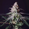 Peyote Critical (Barney's Farm) Cannabis-Samen