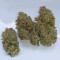 Peyote Critical Seeds