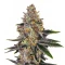 Planet Of The Grapes Auto Seeds (Ethos Genetics)