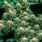 Russian Fuel Auto (Flash Seeds) Cannabis-Samen