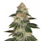 Graines de cannabis Stardawg (Blackskull Seeds)