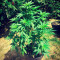 Graines de cannabis Sumo's OG Kush (Sumo Seeds)