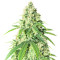 Vitality Feminized Seeds (AlphaFem Seeds)