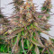Do-Si-Dos Autoflower (Herbies Seeds)