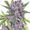 Auto Purple Gorilla Seeds