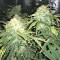 Auto Purple Gorilla Seeds