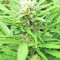 BCN Critical XXL