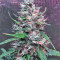Bruce Banner #3 Seeds (Big Head Seeds)