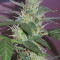 Graines de cannabis Buddha Red Dwarf Auto regular (Buddha Seeds)