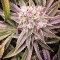 Graines de cannabis Chem Berry D regular (Dark Horse Genetics)