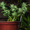 Graines féminisées de Choco Thai Auto (Herbies Seeds)