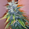 Cluster Bomb Seeds