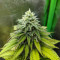 Critical Super Silver Haze Seeds