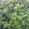 Green Haze x Malawi Seeds