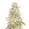 Graines de cannabis Headstash (Karma Genetics)