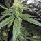Graines de cannabis King Kong (Big Buddha Seeds)