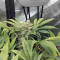 Kosher Sorbet (DNA Genetics)
