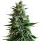 Kush Express Auto (Positronics Seeds)
