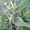 Lebanese Regular strain