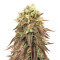 Graines de cannabis Peyote Purple Regular (CannaBioGen)