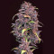 Graines féminisées de Purple Lemonade Auto (Fast Buds)
