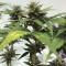 Skunk #1 feminized seeds (Sensi Seeds)
