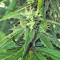 Thai Chi feminized seeds