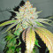 AFS Princess Feminized Seeds (AlphaFem Seeds)