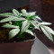 Amnesia Mac Ganja strain