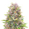 Bruce Banner Autoflower (Herbies Seeds)